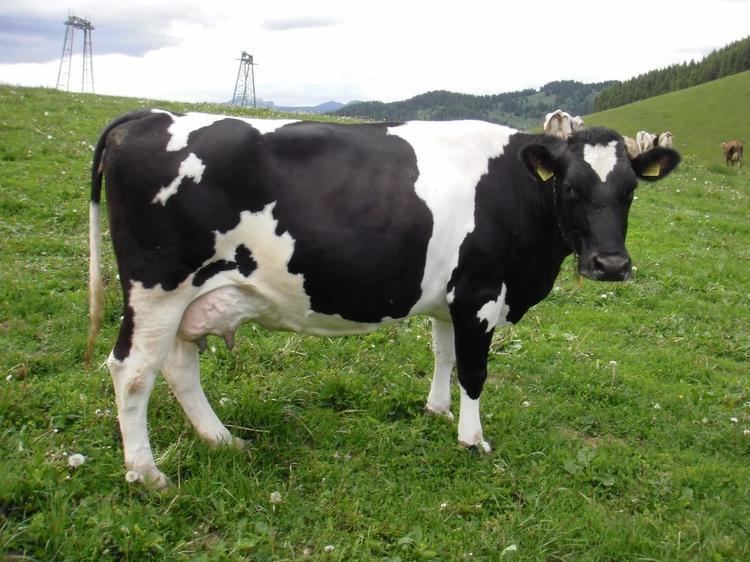 Holstein