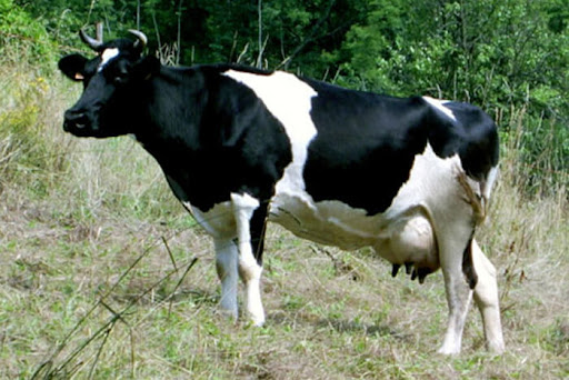 Holstein